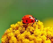 pic for Ladybug On Yellow Flower 
